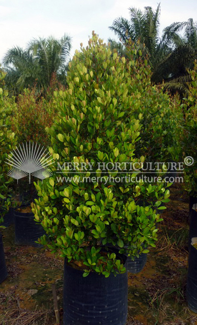 Syzygium glauca